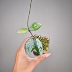 Hoya Wilbur Graves Russia, Overige soorten, Minder dan 100 cm, Bloeiende kamerplant, Halfschaduw