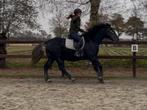 Onwijs brave lieve forse ruin, Dieren en Toebehoren, Pony's, E pony (1.48m - 1.57m), B, Ruin, 3 tot 6 jaar