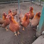 Raszuivere welsumers geringd 25 €, Dieren en Toebehoren, Pluimvee, Mannelijk, Kip