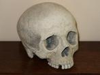 realistische REPLICA Schedel mens, Skull anatomie DELUXE #54, Ophalen of Verzenden, Nieuw