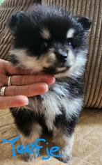 Pomerinaan/dwergkees pups, Keeshond, CDV (hondenziekte), 8 tot 15 weken, Meerdere
