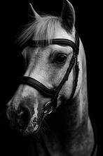 11 jarige Welsh A allround sportpony te koop, Dieren en Toebehoren, Pony's, Ruin, Niet van toepassing, B pony (1.17m tot 1.27m)