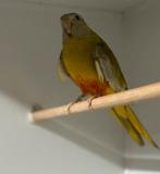 Te koop 0-1 spleditparkiet, Dieren en Toebehoren, Vrouwelijk, Parkiet