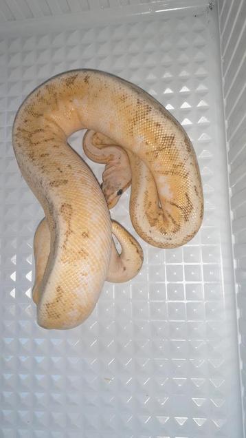 1.0 Ballpython Calico Fire Vanilla beschikbaar voor biedingen