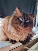 Ragdoll DEKKATER met stamboom en getest, 3 tot 5 jaar