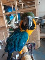 Papagaai, Dieren en Toebehoren, Ophalen of Verzenden