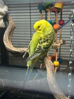 Prachtige jonge grasparkietjes!, Dieren en Toebehoren, Vogels | Parkieten en Papegaaien, Meerdere dieren, Parkiet