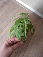Monstera Indonesian Marble stekjes, Huis en Inrichting, Kamerplanten, Ophalen of Verzenden, Overige soorten, Minder dan 100 cm