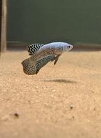 Kempvis alien groen man (Betta splendens), Dieren en Toebehoren, Vissen | Aquariumvissen, Vis, Zoetwatervis