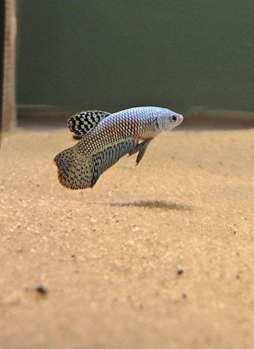 Kempvis alien groen man (Betta splendens), Dieren en Toebehoren, Vissen | Aquariumvissen, Zoetwatervis, Vis