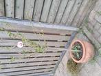 Grote bloempot met hibiscus boom., Ophalen, Kunststof, Minder dan 60 cm, Rond