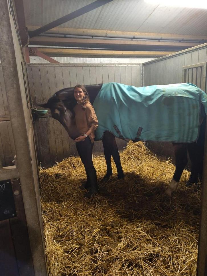 Verzorger/bijrijder aangeboden (paard/pony) omg Soest, Dieren en Toebehoren, Paarden en Pony's | Verzorgingsproducten, Ophalen of Verzenden