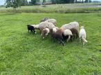 Drents heide schaap lammeren ooitjes en rammetjes, Dieren en Toebehoren, Schapen, Geiten en Varkens, Meerdere dieren, Schaap, 0 tot 2 jaar