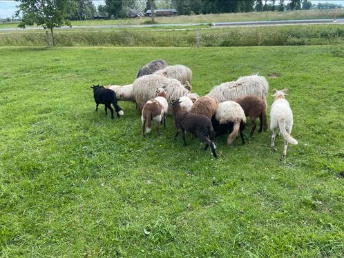Drents heide schaap lammeren ooitjes en rammetjes, Dieren en Toebehoren, Schapen, Geiten en Varkens, Schaap, Meerdere dieren, 0 tot 2 jaar