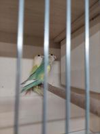 Agapornis roseicollie koppel bewezen, Dieren en Toebehoren, Vogels | Parkieten en Papegaaien, Meerdere dieren, Dwergpapegaai of Agapornis