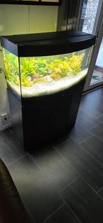 4 maand oud Aquarium met onderkast en vissen, Dieren en Toebehoren, Vis