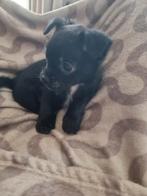 Boomer /chihuahua pup, Dieren en Toebehoren, Meerdere, Nederland, Particulier, Reu