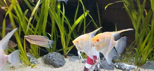 Pterophyllum Scalare rio nanay albino 7 stuks XL vissen, Dieren en Toebehoren, Vissen | Aquariumvissen, Vis