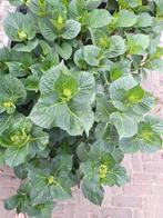 hortensia, Ophalen of Verzenden, Zomer, Overige soorten, Halfschaduw