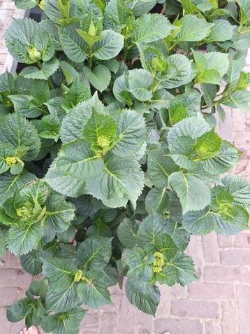 hortensia  beschikbaar voor biedingen