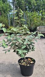 Olijf willig - Zilverbes | elaeagnus ebbingei, Ophalen, Overige soorten, Struik, Minder dan 100 cm