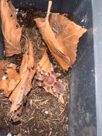 Acanthoscurria geniculata, Dieren en Toebehoren, Insecten en Spinnen, Overige soorten