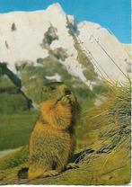 Marmot., Verzenden, 1980 tot heden, Gelopen, Overige thema's