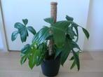 Goed groeiende Philodendron Pedatum, Ophalen, Overige soorten, Halfschaduw, Minder dan 100 cm
