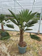 Palm, Trachycarpus WAGNERIANUS, winterhard, Ophalen, Bloeit niet, Overige soorten, Volle zon