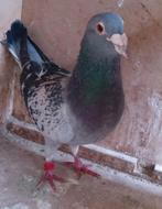 POSTDUIF KWEEKDOFFER, Dieren en Toebehoren, Vogels | Duiven, Vrouwelijk, Postduif