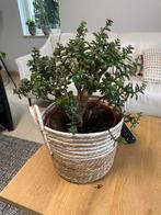 Crassula ovata, algemeen bekend als de jadeplant, geldboom., Huis en Inrichting, Ophalen, Halfschaduw, Minder dan 100 cm