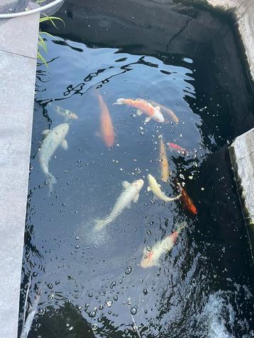 Koi Karpers beschikbaar voor biedingen