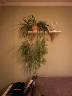 Graslelie Stekje, Huis en Inrichting, Kamerplanten, Ophalen, Overige soorten, Halfschaduw, Minder dan 100 cm