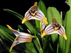Te Koop 4 Mooie Masdevallia Striatella Orchideeën., Overige soorten, In pot, Minder dan 100 cm, Bloeiende kamerplant