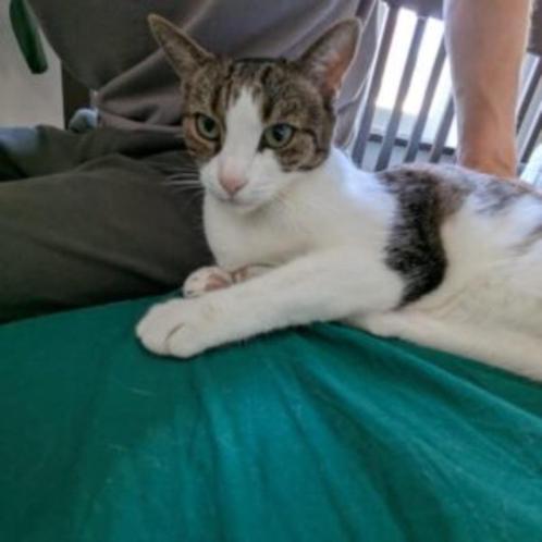 balarina, Dieren en Toebehoren, Katten en Kittens | Overige Katten, Kortharig, Poes, 6 jaar of ouder