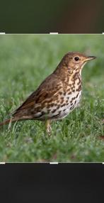 Gezocht koppel zanglijsters, Dieren en Toebehoren, Meerdere dieren