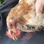 Chochin kriel, Dieren en Toebehoren, Pluimvee, Meerdere dieren, Kip