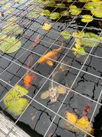 Ghost koi karper, Dieren en Toebehoren, Vissen | Vijvervissen