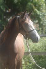 Valk merries van Don Cremello en DaVinci Du Bois, Dieren en Toebehoren, Merrie, Gechipt, 0 tot 2 jaar, Recreatiepony