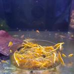 Gele | Yellow Fire Neon Backline Neocaridina garnalen, Kreeft, Krab of Garnaal, Zoetwatervis, Schoolvis