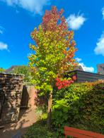 Twee Amberbomen: ruim 6 meter hoog, omtrek 45 en 50 cm, Tuin en Terras, Planten | Bomen, Overige soorten, Lente, 400 cm of meer