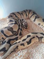 0.1 nk23  super pastel OD DH clown/pied, Dieren en Toebehoren, Reptielen en Amfibieën, Slang, 0 tot 2 jaar