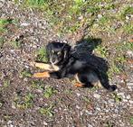 Puppy.Kruising Engelse cockerspaniël oeps nestje., CDV (hondenziekte), 8 tot 15 weken, Meerdere, Meerdere dieren