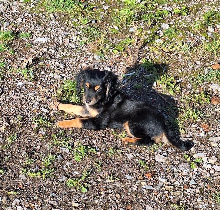 Puppy.Kruising Engelse cockerspaniël oeps nestje., Dieren en Toebehoren, Honden | Niet-rashonden, Middel, Meerdere dieren, Particulier