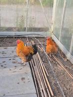 Gratis hanen, Dieren en Toebehoren, Pluimvee, Mannelijk, Kip