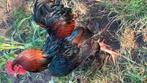 Barnevelder haan, Dieren en Toebehoren, Mannelijk, Kip