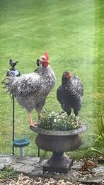 Sierkippen, Dieren en Toebehoren, Pluimvee, Meerdere dieren, Kip