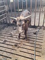Hooglander x dexter stier., Dieren en Toebehoren, Mannelijk