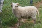 Ouissant schapen, Dieren en Toebehoren, Mannelijk, Schaap, 0 tot 2 jaar