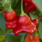 Rocotillo - Peper zaden, Tuin en Terras, Bloembollen en Zaden, Verzenden, Volle zon, Zaad